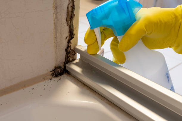 Best Mold Damage Repair  in Window Rock, AZ